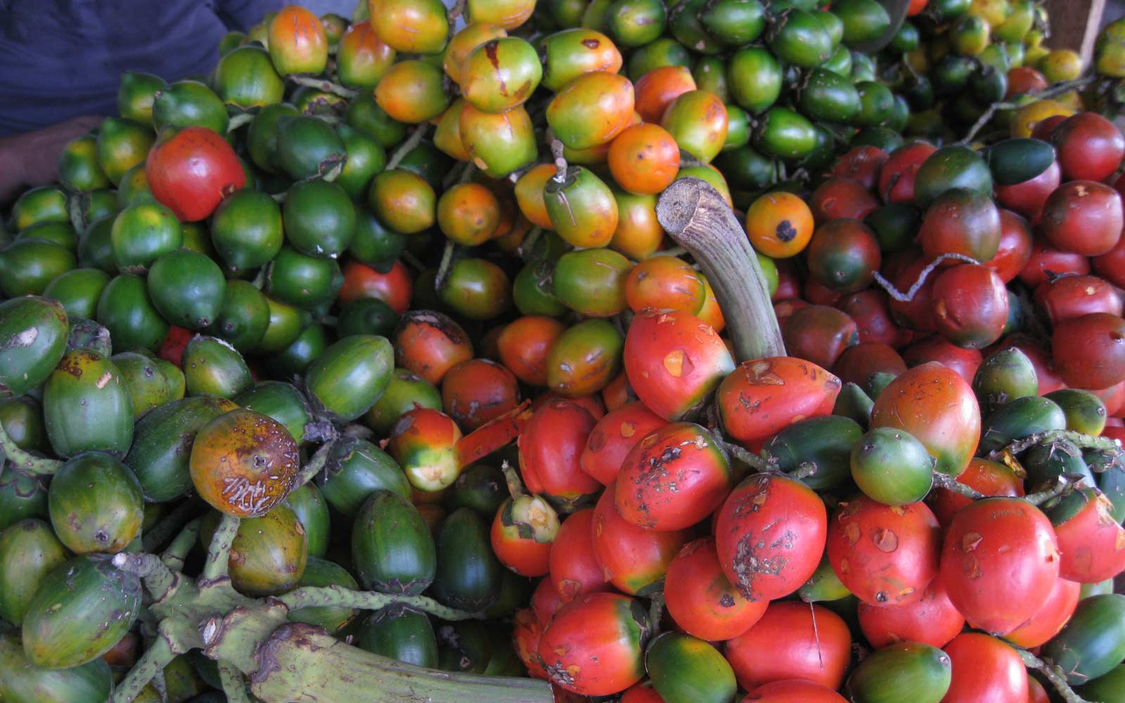 bactris-gaesipaes-fruit