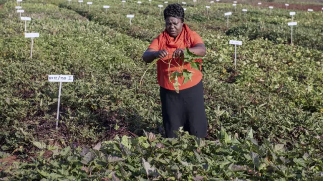 Felistus at work in one of the breeding experimental fields. Photo by C. De Bode/CGIAR