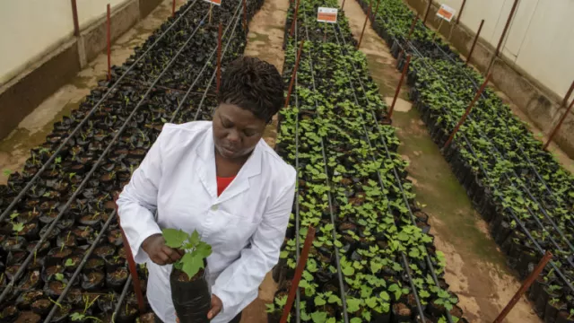 In the screen house, assessing newly transplanted plantlets. Photo by C. De Bode/CGIAR