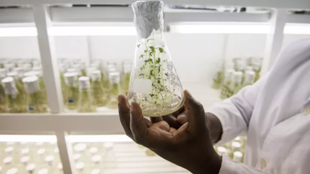 In the tissue culture lab, monitoring the growth of sweet potato plantlets for further multiplication. Photo by C. De Bode/CGIAR