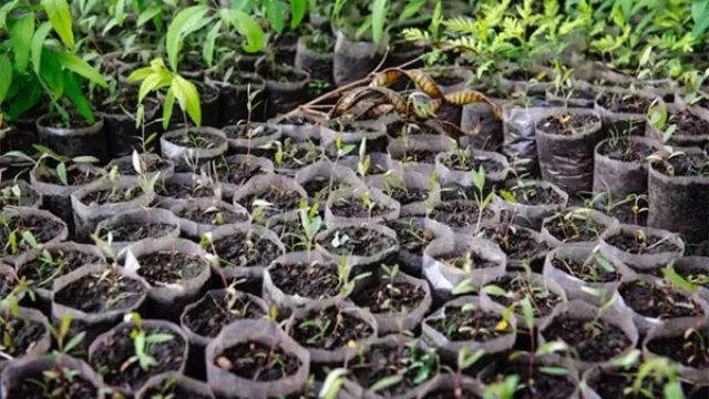 Tree seedlings grown in a nursery for later use in agroforestry. Photo by C. De Bode/CGIAR.