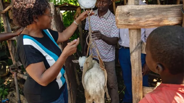 Researcher Julie Ojango weighs a goat in the market. Photo by C. De Bode/CGIAR.