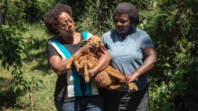 Researcher Julie Ojango and farmer Poline Achieng Omondi inspect a new livestock crossbreed. Photo by C. De Bode/CGIAR.