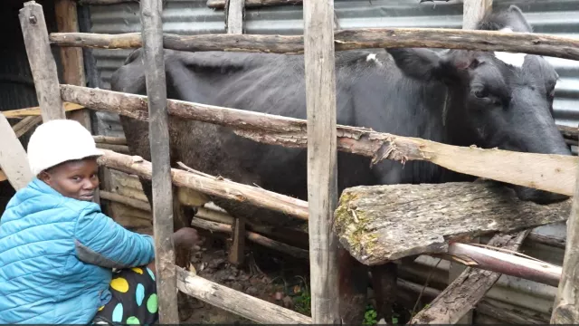 Caroline with her first cow named Chelingi. 