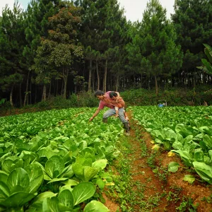 farmer in field