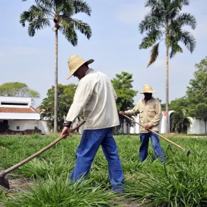 farmer working