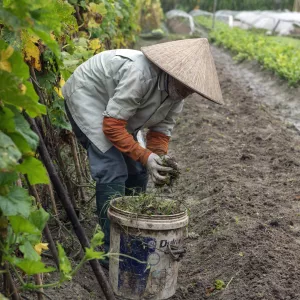 farmer working in field