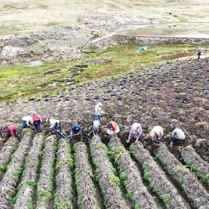 farmers working in field