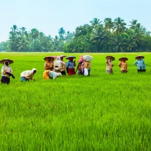 workers in field