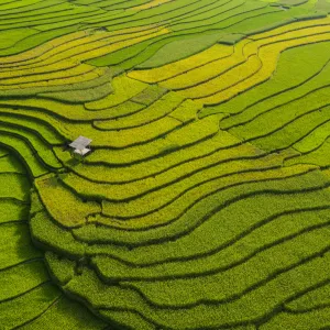 rice fields