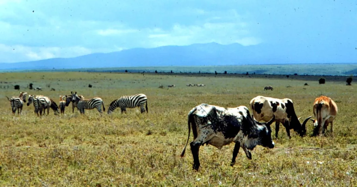 Innovative One Health Approaches Enhance Rangeland Health in Kenya ...