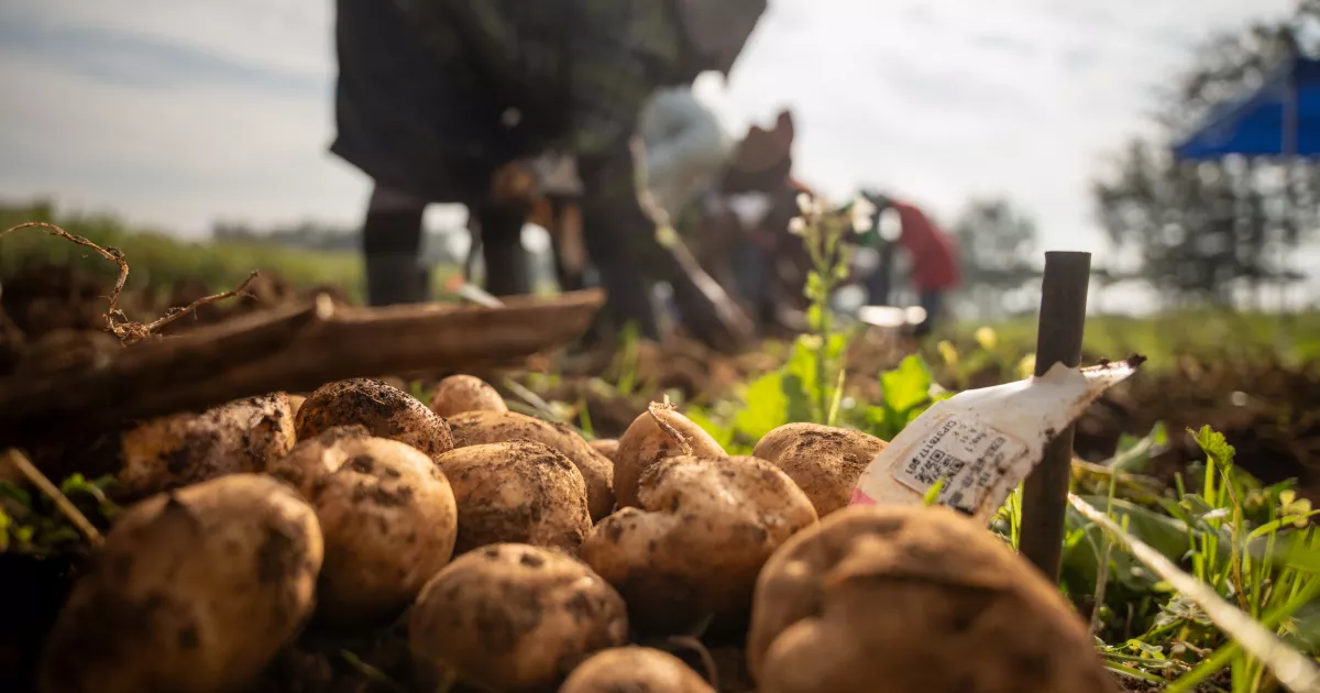 Crop Trust and International Potato Centre Expand Potato Work in East Africa