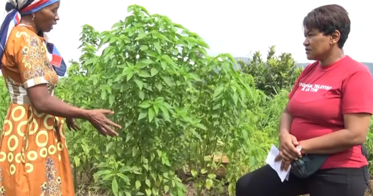 Diversifying rice-based systems to enhance household nutrition, food ...