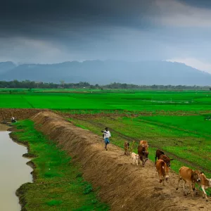 rice fields