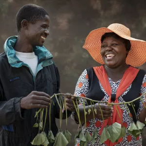 Sweet potato farmer, Gerald Action, joins CIP Research Scientist, Felistus Chipungu, in appreciating the vine that has transformed his livelihood. Photo by C. De Bode/CGIAR
