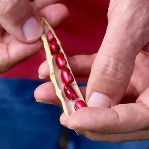 red-beans-improved-bean-varieties-are-taking-off