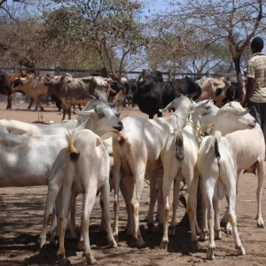 Goats for sale at the local market