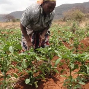 A farmer from Isiolo