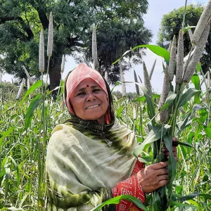 ICRISAT-bred pearl millet hybrid RHB 273 