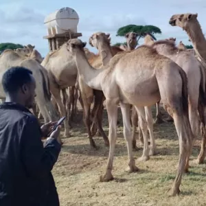 A KAZNET contributor from Isiolo County, collecting rangelands data
