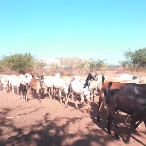A pastoralist herding his animals in Dudub Kebele, Afar Region.