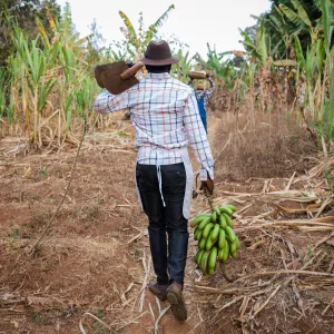 African farmers in the fields holding the harvest and with hoes on their shoulders