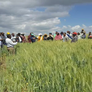 wheat-farmers-in-ethiopia-achieve-up-to-38-higher-yields