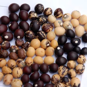 One crop, three identities: What Bambara groundnut teaches us about the future of pulses