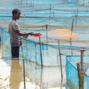 Feeding fish on a commercial farm in Nigeria, where feed decisions shape costs, growth, and farm performance. Photo: Sam, WorldFish.