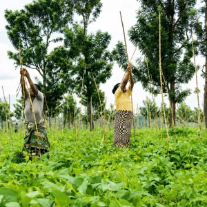 opening-doors-to-land-access-for-women-in-eastern-drc-through-bean-farming