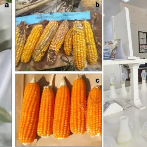 Field and laboratory evaluation of maize genotypes for resistance to aflatoxin accumulation. (a) Field inoculation of maize ears with a highly toxigenic Aspergillus flavus isolate; (b) susceptible genotype showing severe ear rot approximately one month after inoculation; (c) resistant genotype showing no visible ear rot at the same time point despite inoculation; and (d) extraction of aflatoxins from maize samples in the IITA Pathology and Mycotoxin Laboratory prior to quantification by thin-layer chromatog