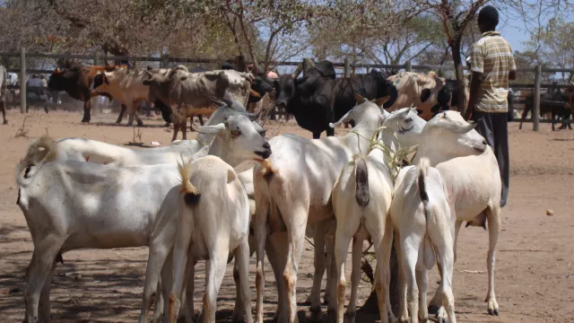 Goats for sale at the local market