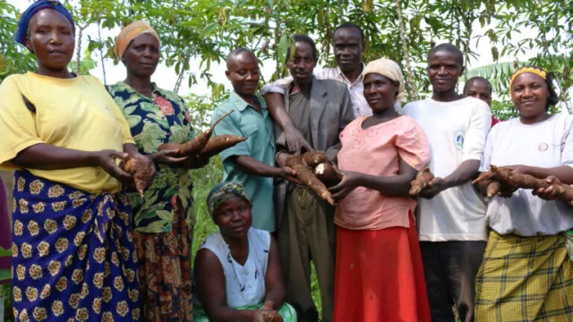 Group of men and women, most standing, one woman kneeling, holding cassava roots.