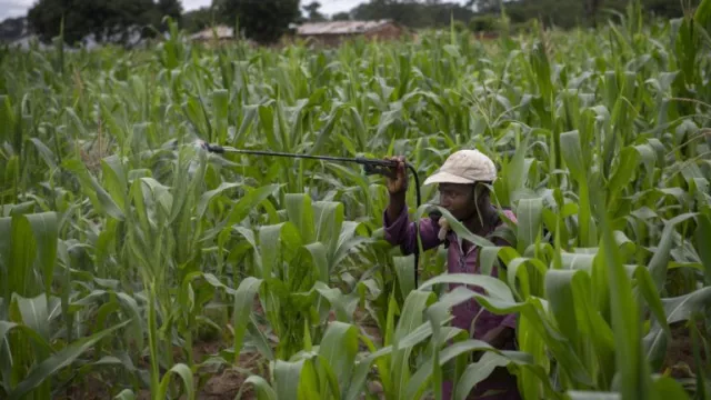 Man wearing cap, holding spray nozzle in maize field.
