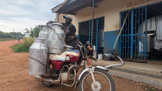 A man riding his motorbike loaded with milk canisters.
