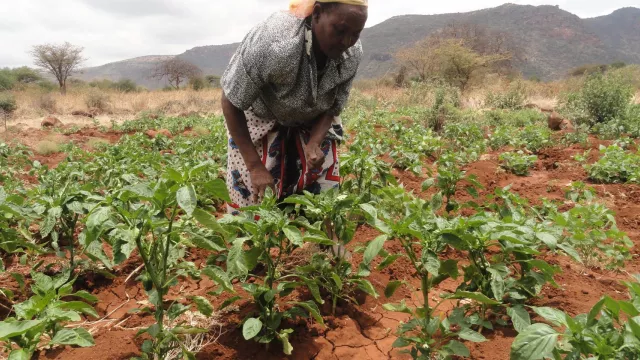 A farmer from Isiolo