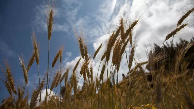 Growing wheat in the field, Amhara region, Ethiopia.