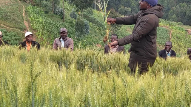 IITA researcher demonstrating to farmers the impact of fertilization on wheat growth during the field day.