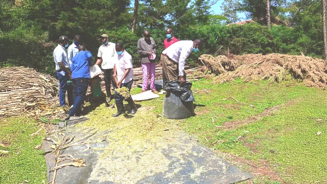 A farmer demonstrating silage making and use of silage bags, during a farmer-to-farmer field day at his farm in Kurgung ward, Nandi County, Kenya
