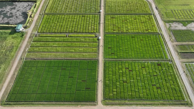 Direct Seeded Rice Breeding trials at IRRI HQ, Los Baños, Laguna, Philippines.