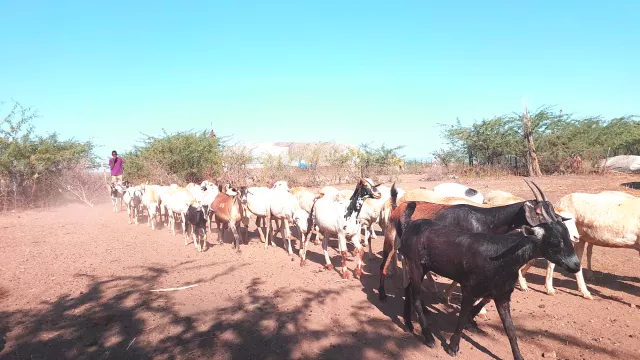 A pastoralist herding his animals in Dudub Kebele, Afar Region.