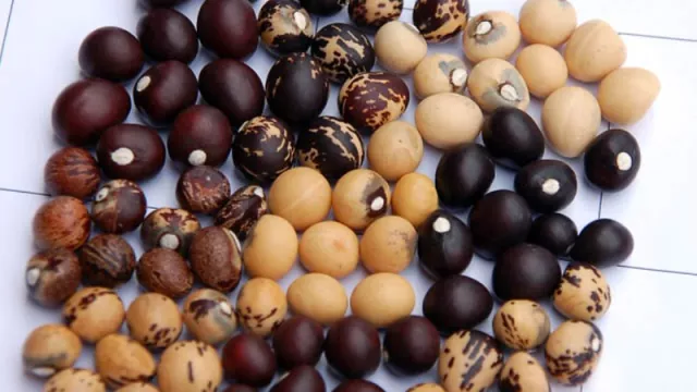 One crop, three identities: What Bambara groundnut teaches us about the future of pulses