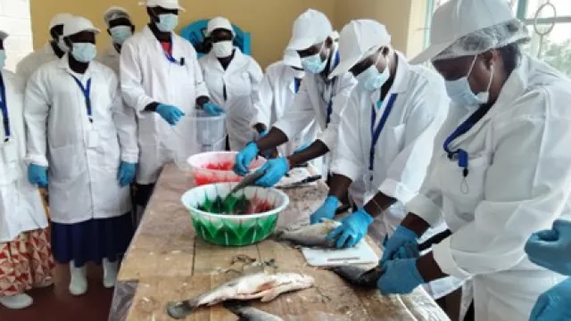 Participants being trained how to handle and process fish during the training. 