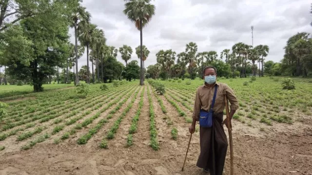 Farmer, wearing face mask, stands using crutch and cane in front of agricultural field