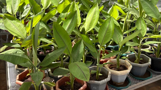 Gene Edited Banana
