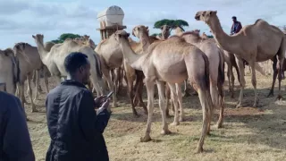 A KAZNET contributor from Isiolo County, collecting rangelands data
