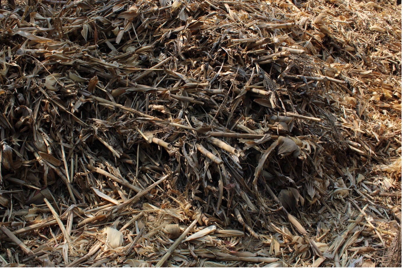 Enhancing drought resilience through legume integration in maize ...